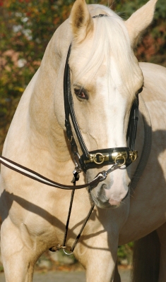 Busse Longierhilfe COTTON natur