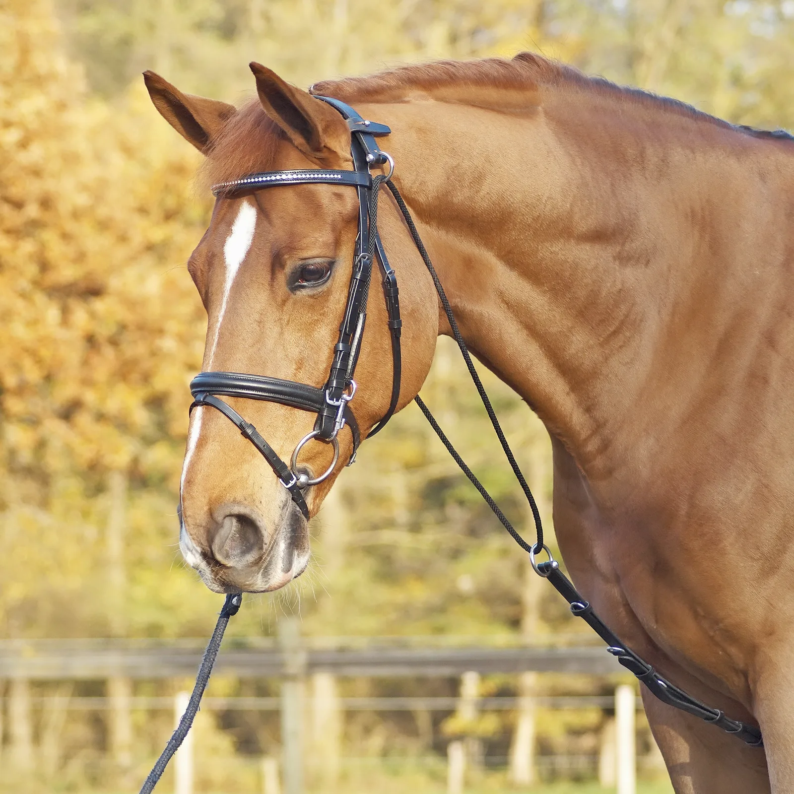 Busse Chambon Basic